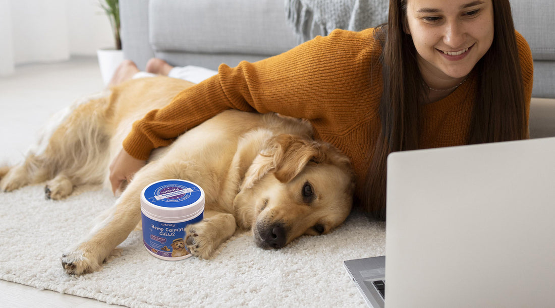 13 Signs Your Dog is Stressed, Depressed, or Sad