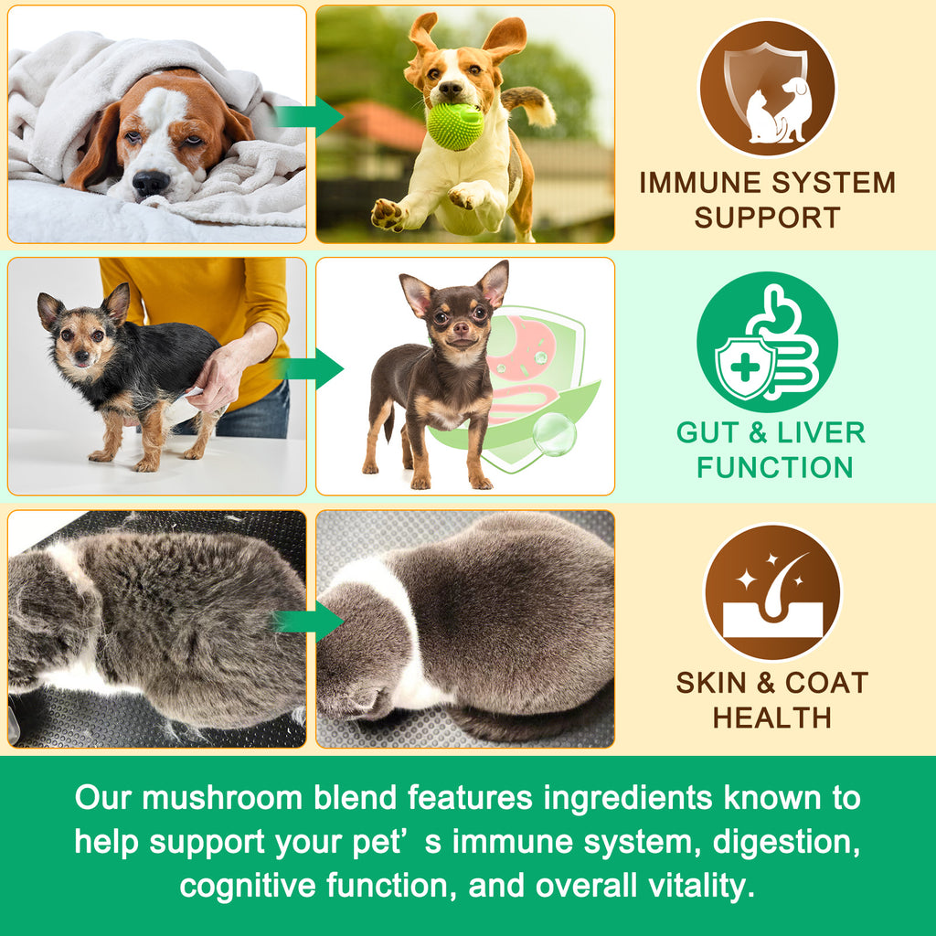 Worafy Mushroom Powder Dor Immune Support Beta-Glucans and Polyphenols 120g