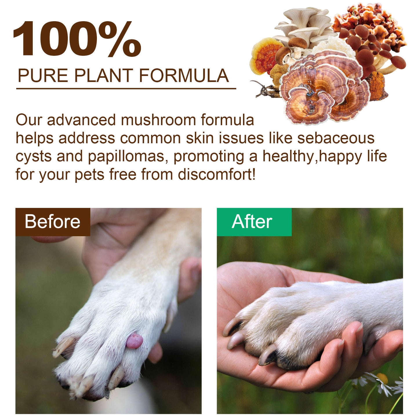 Worafy Mushroom Powder Dor Immune Support Beta-Glucans and Polyphenols 120g