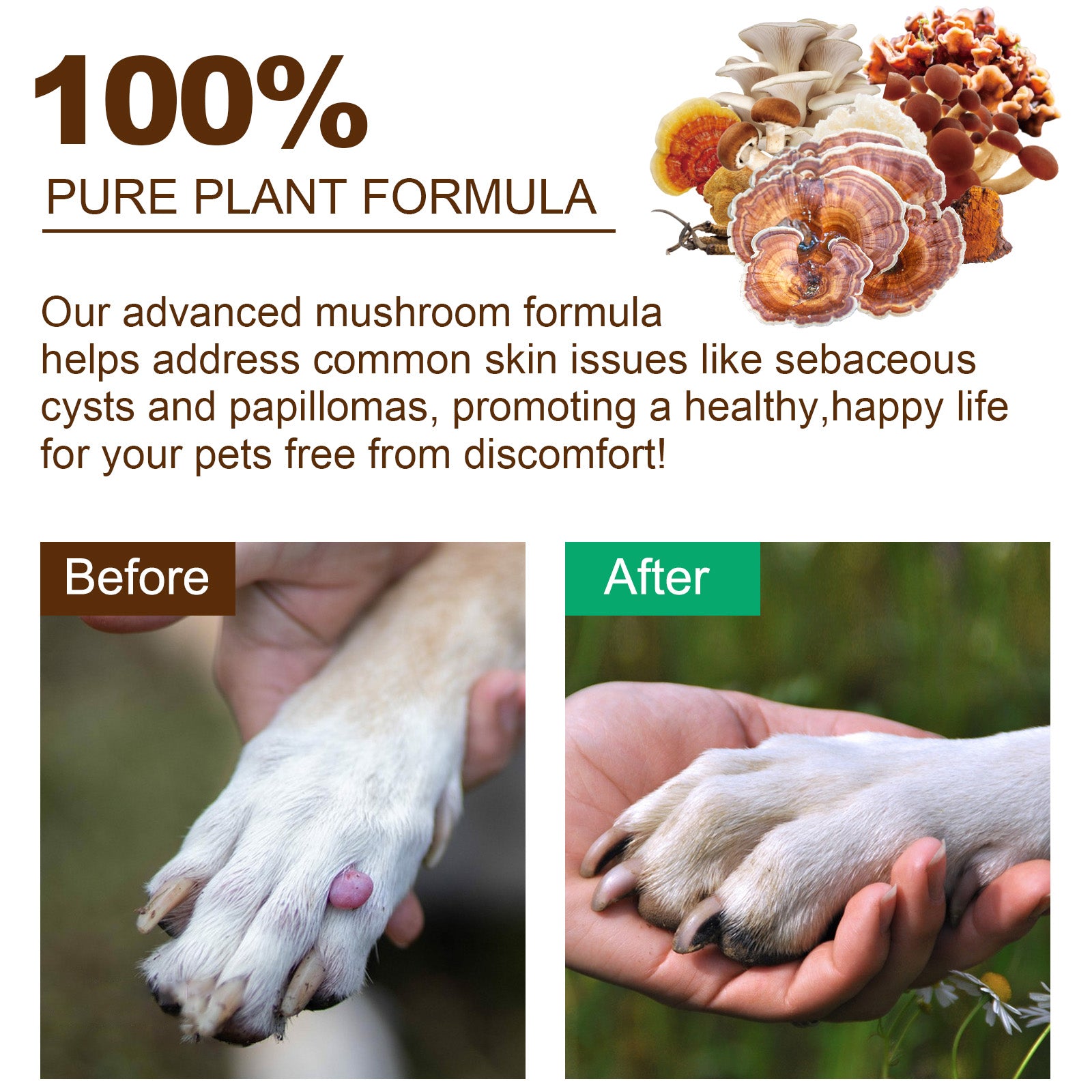 Worafy Mushroom Powder Dor Immune Support Beta-Glucans and Polyphenols 120g